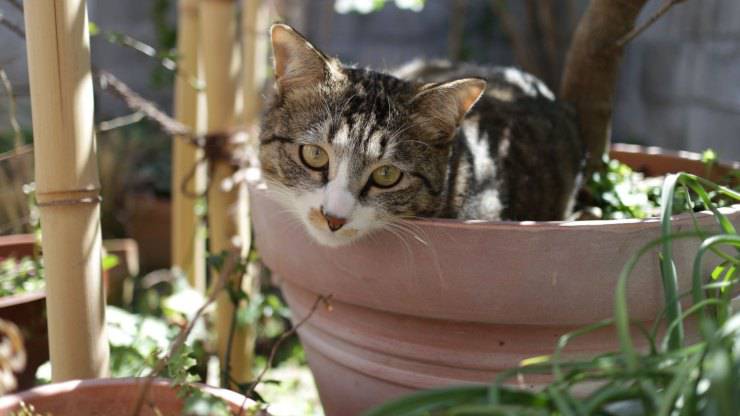 gatto usa le piante al posto della lettiera