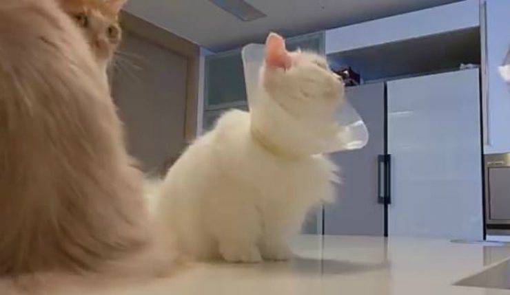 Il gatto bianco con il collare (Foto video)
