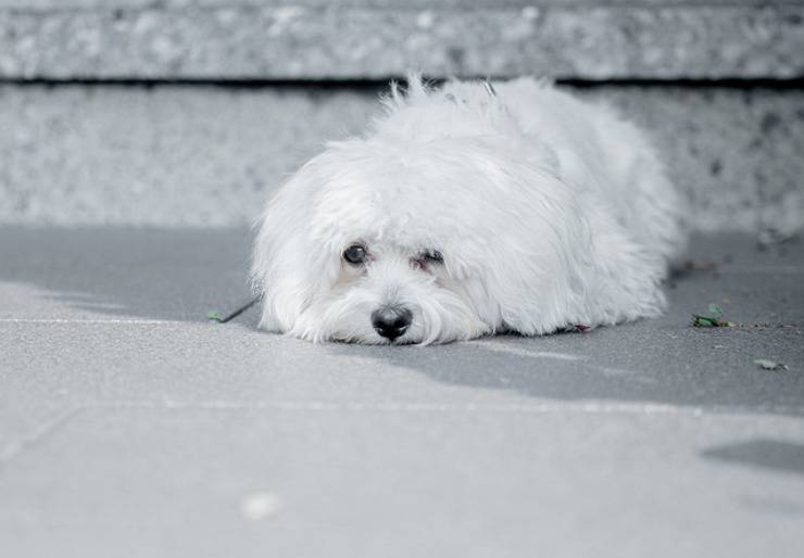 Maltipoo cane incrocio