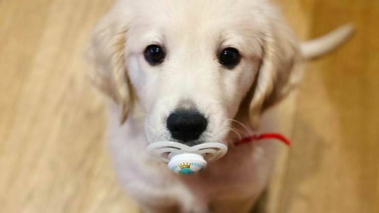 Il cucciolo dolce (Foto Instagram)