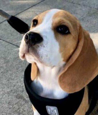 Beagle diffidente (Foto Instagram)