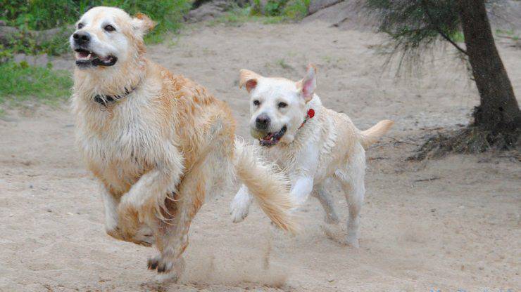 cani labrador e golden retriever giocano