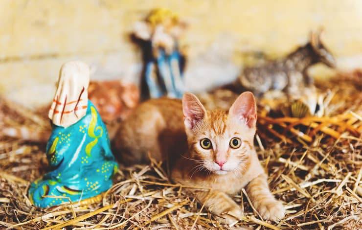 il gatto nel presepe