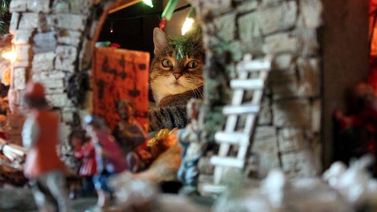 presepe gatto