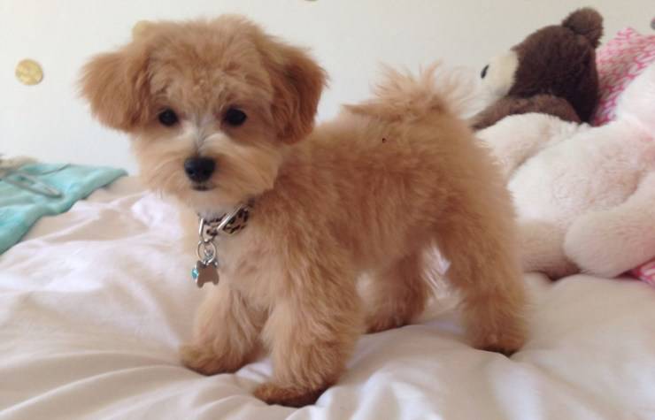 cane Maltipoo