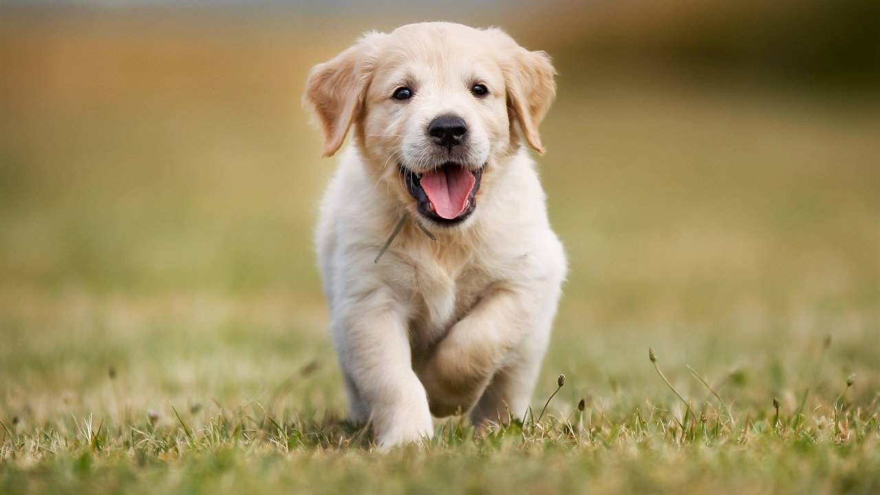 Dare l'Omega 3 al cane: rischi e benefici per il nostro Fido