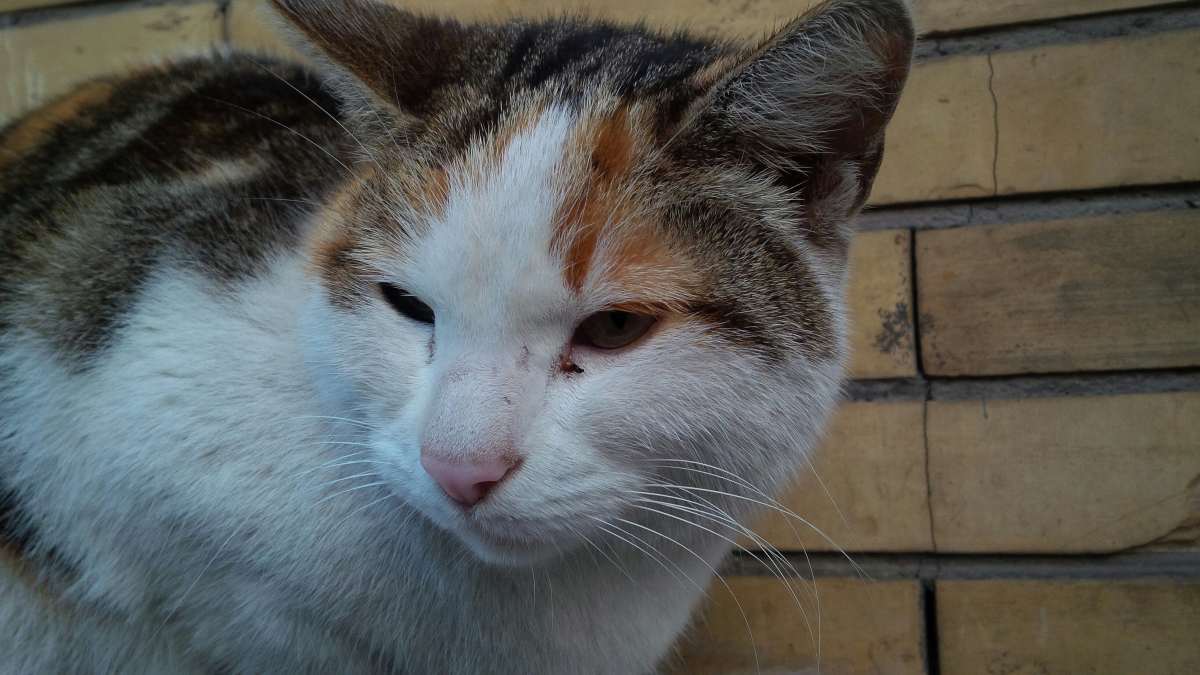 Razze di gatti che miagolano meno 16 esemplari che amano il silenzio Razze di gatti che miagolano meno 16 esemplari che amano il silenzio