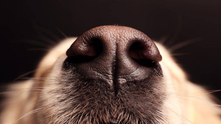 Il cane ha il naso infiammato