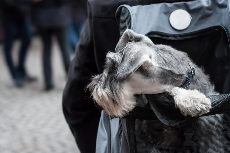 zainetto porta cane