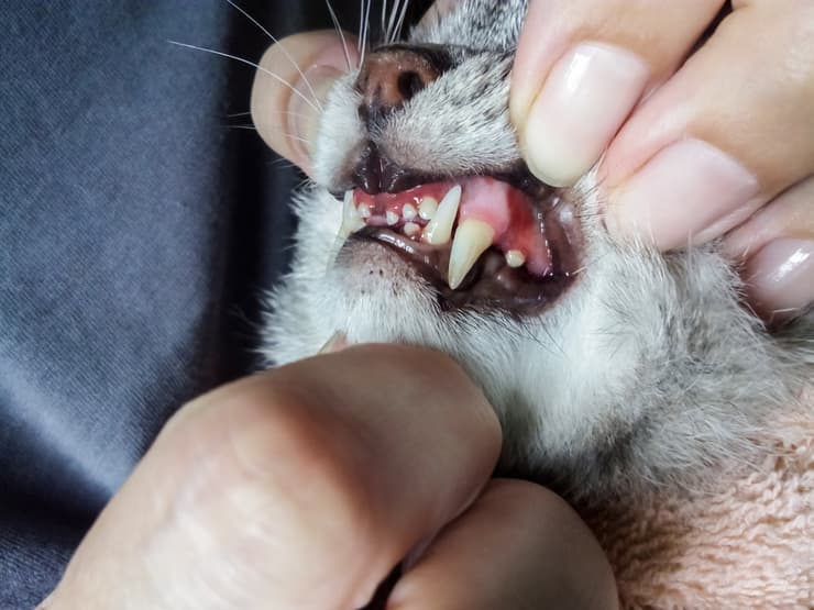 Tumore alla bocca nel gatto (Foto Adobe Stock)