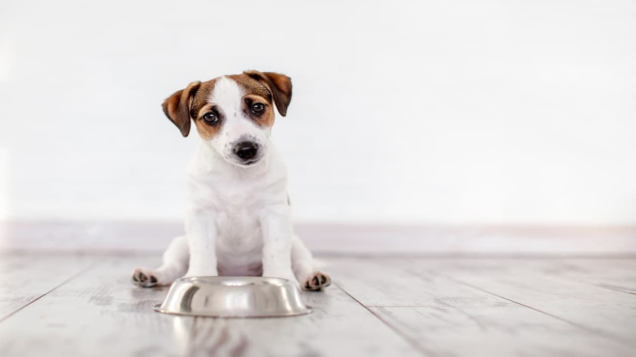 nourriture pour chien maison