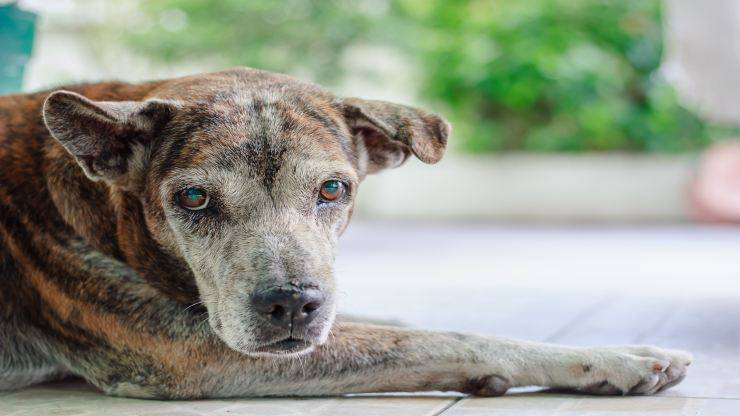 Razze di cani che si ammalano più facilmente