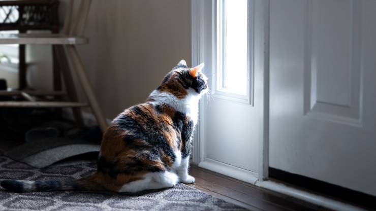 Il gatto aspetta il padrone sulla porta