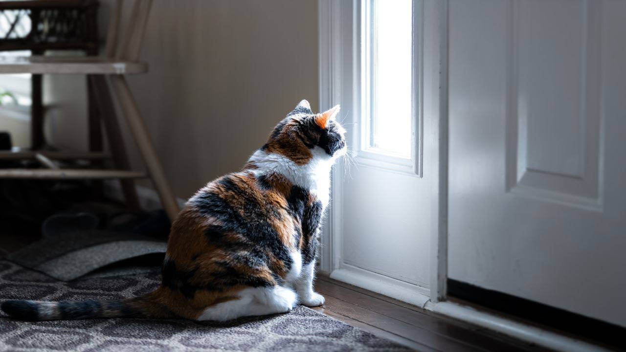 Il gatto aspetta il padrone sulla porta: cause e significati