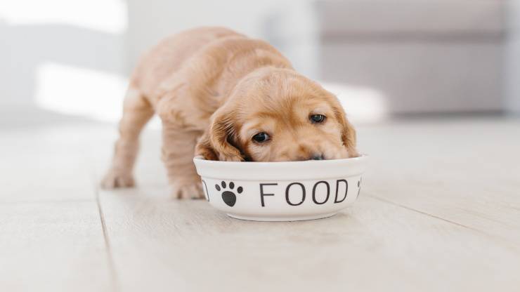 Malattie del cane dovute all'alimentazione