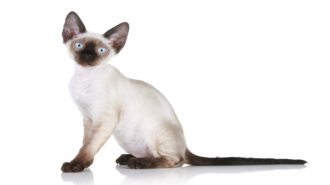 Adottare un Devon Rex (Foto Adobe Stock)