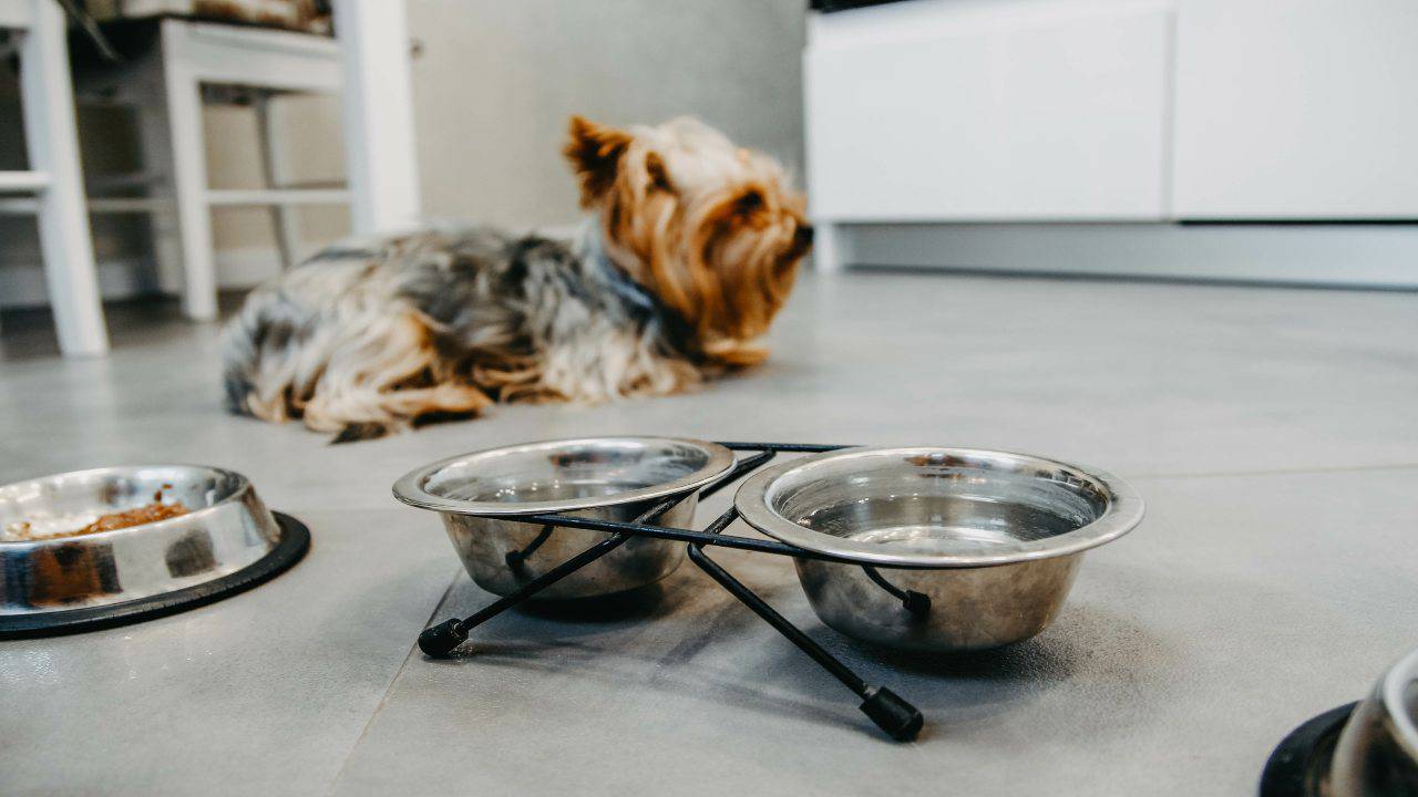 Il cane non mangia e non beve perché e come stimolare fame e sete