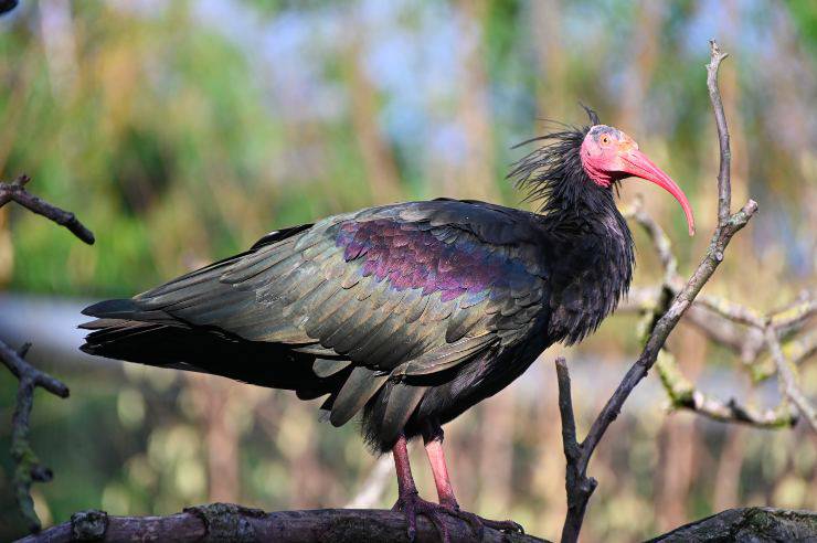 uccello ibis eremita