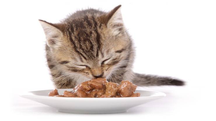 cibo umido al gatto