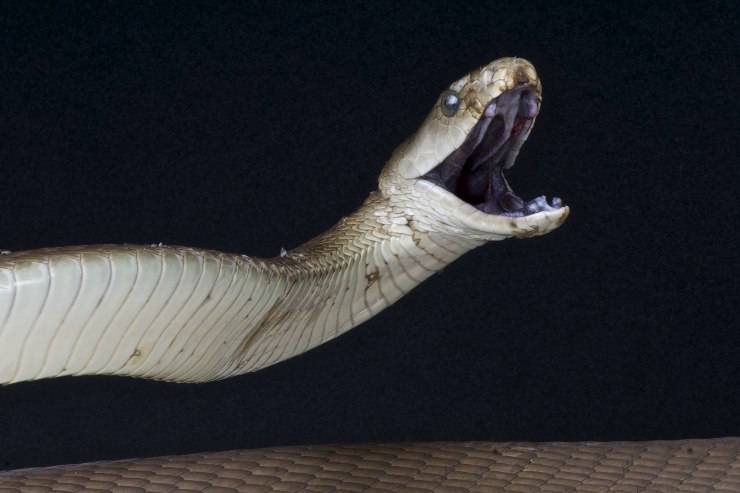 serpente mamba