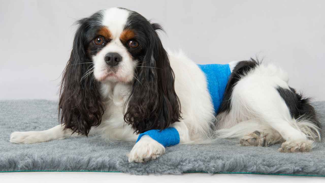 Malattia di Legg-Calvé-Perthes nel cane