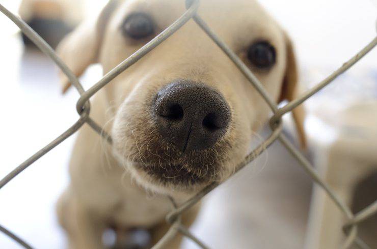 Il cane ha il naso infiammato