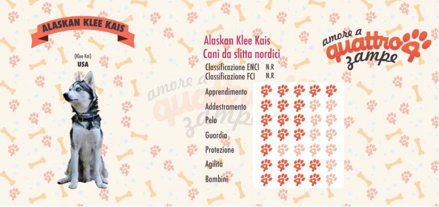 Alaskan Klee Kais scheda razza