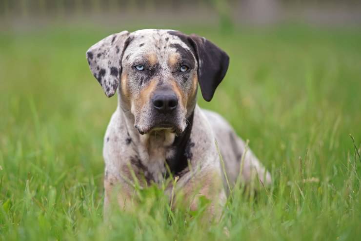 American Leopard Hound