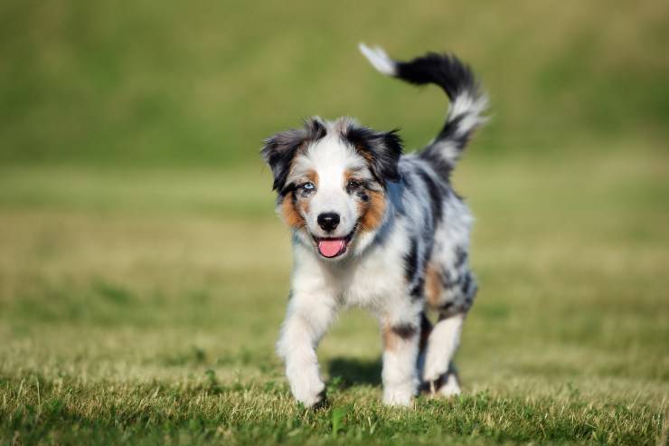 Australian Shepherd