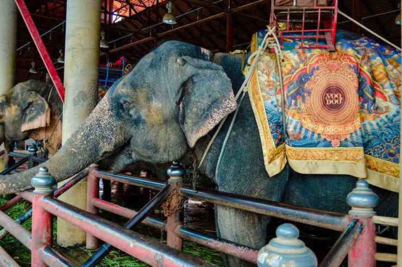 Elefante da circo, Verona città amica animali