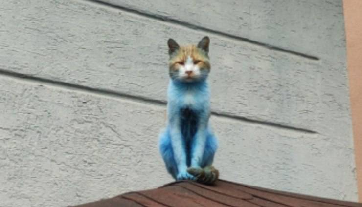 gatti blu