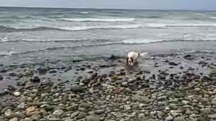 Leia, la cagnolina che ha salvato la focena (screenshot YouTube) 