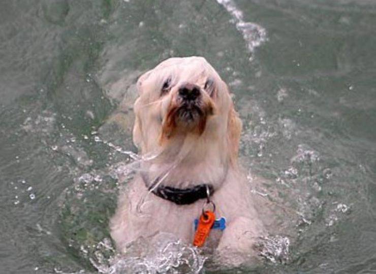 cane rischia di affogare in mare