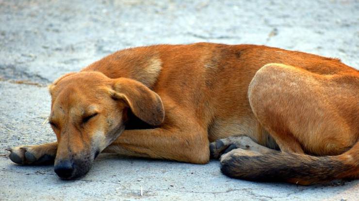 cane gettato macchina proprietaria