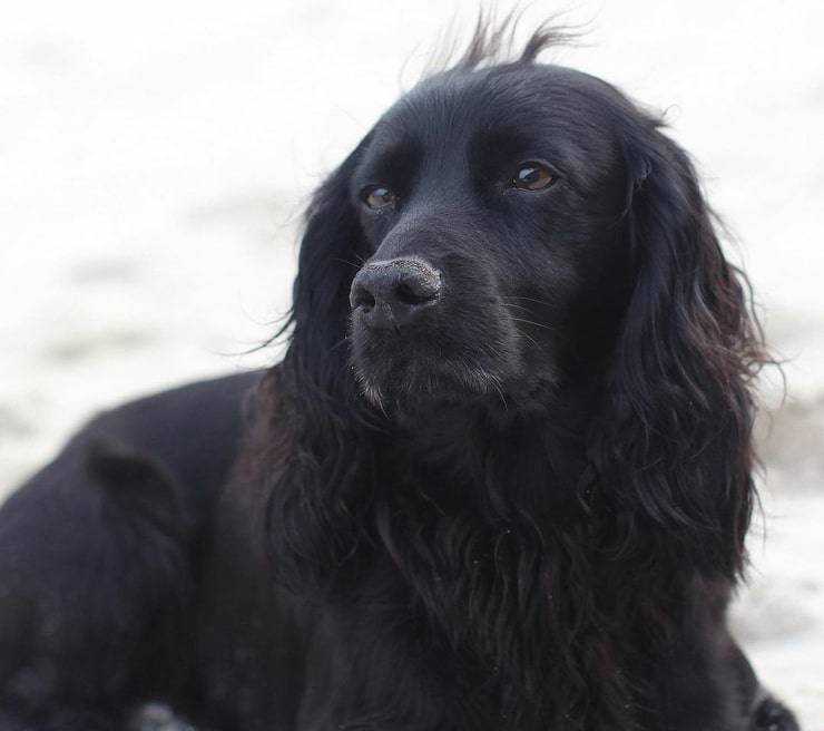 Lupo il cane di William e Kate