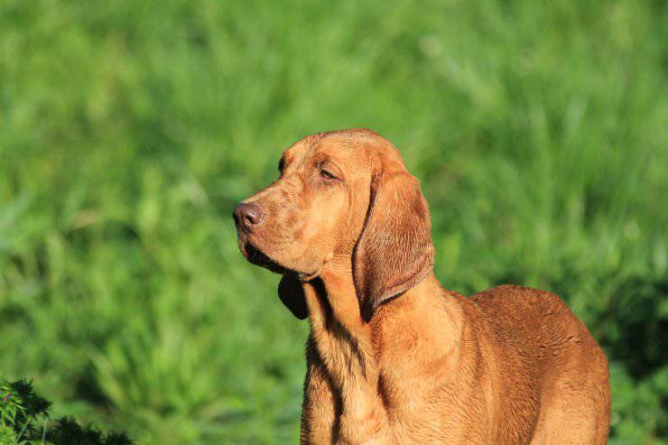 Redbone Coonhound