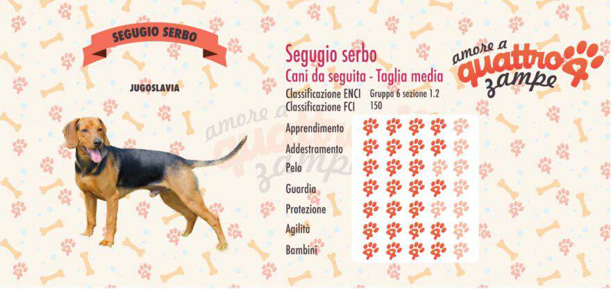 Segugio serbo scheda razza