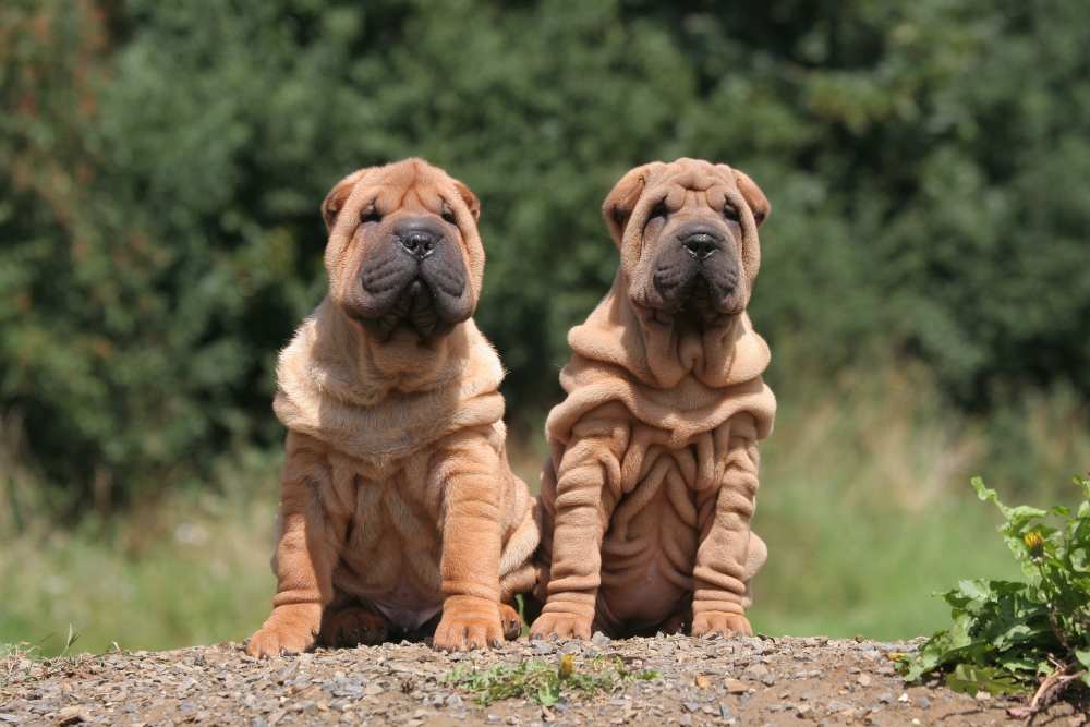 Shar pei adulto 