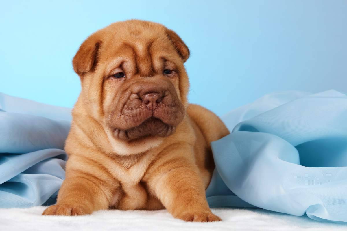 Shar pei 