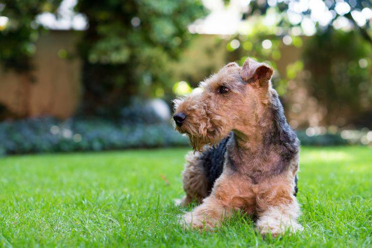 Welsh Terrier