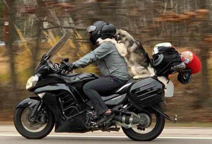 cane motociclista