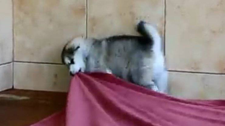 Il cucciolo di Husky alle prese con il gioco (Foto video)