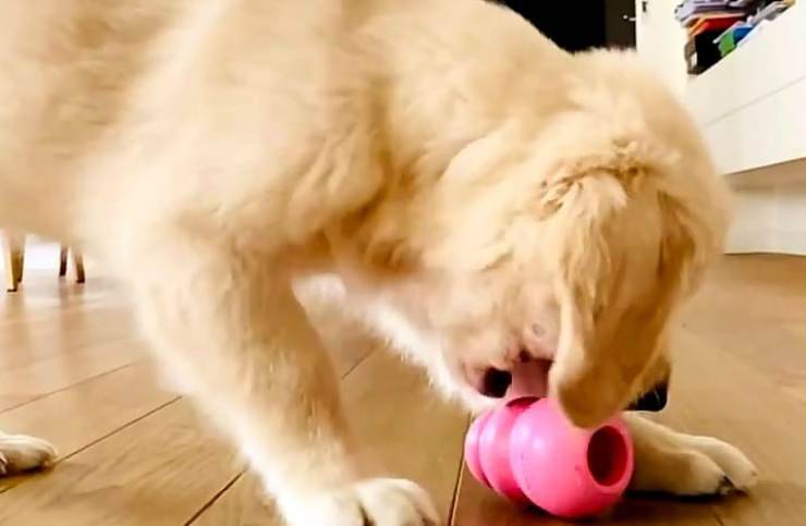 Il cucciolo giocherellone (Foto Instagram)