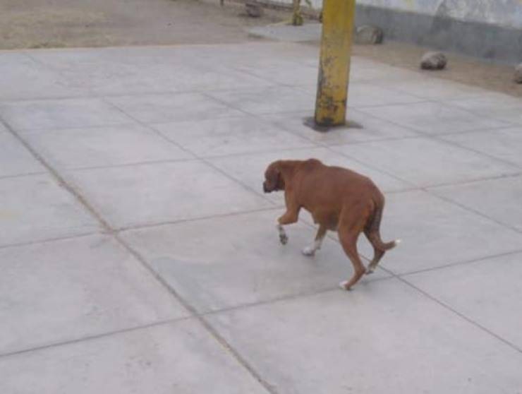 cane mamma e cuccioli abbandonati