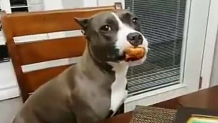 Cane colto in flagrante con il cibo (Foto video )