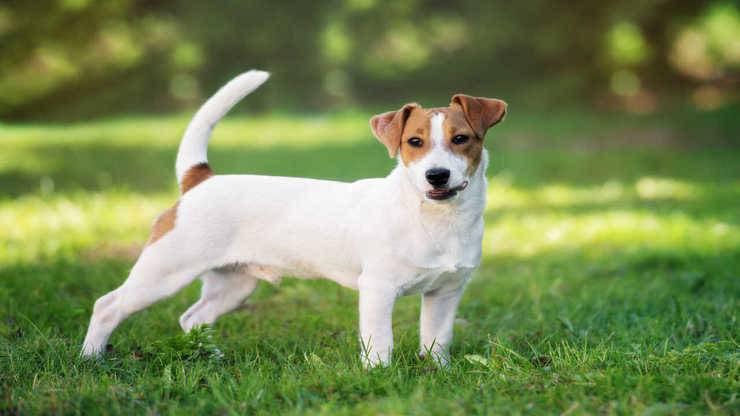 jack russell problemi comportamento addestramento