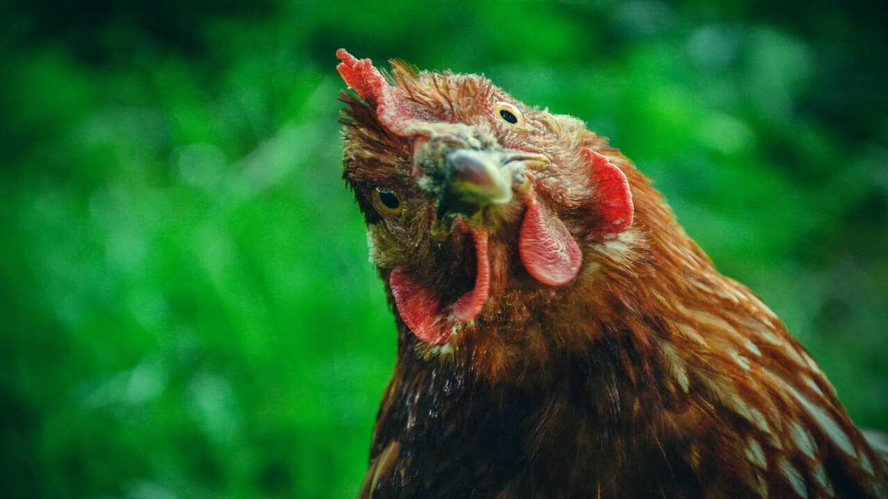 Galline nel cortile, quali obblighi di legge rispettare (Foto Adobe Stock)