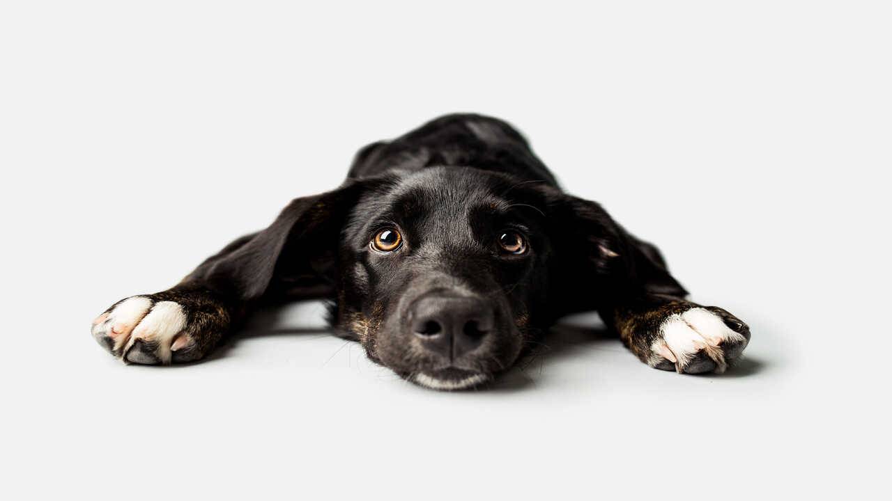 cane può avere dipendenze