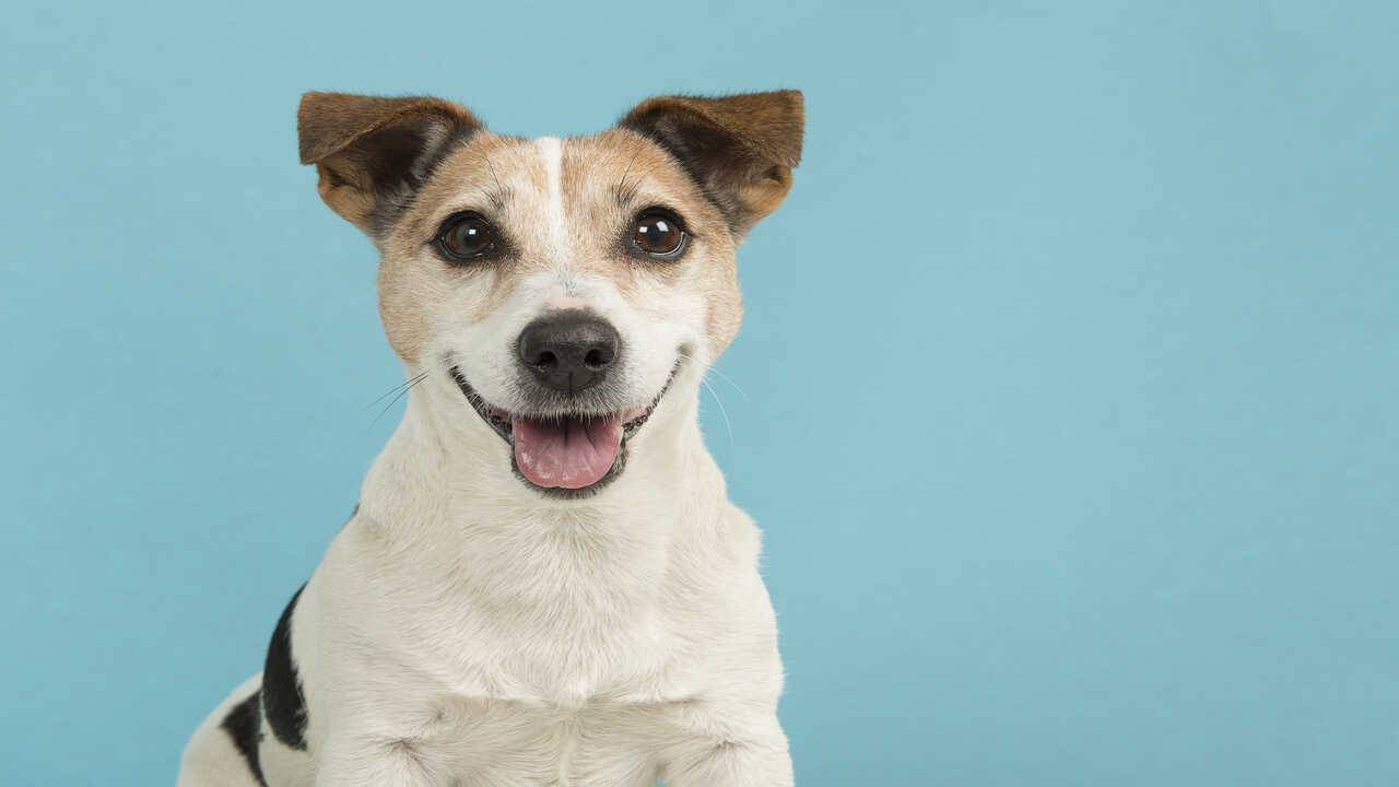 cura pelo jack russell