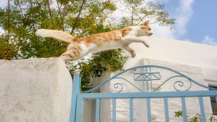 Recuperare il gatto nella proprietà del vicino (Foto Adobe Stock)